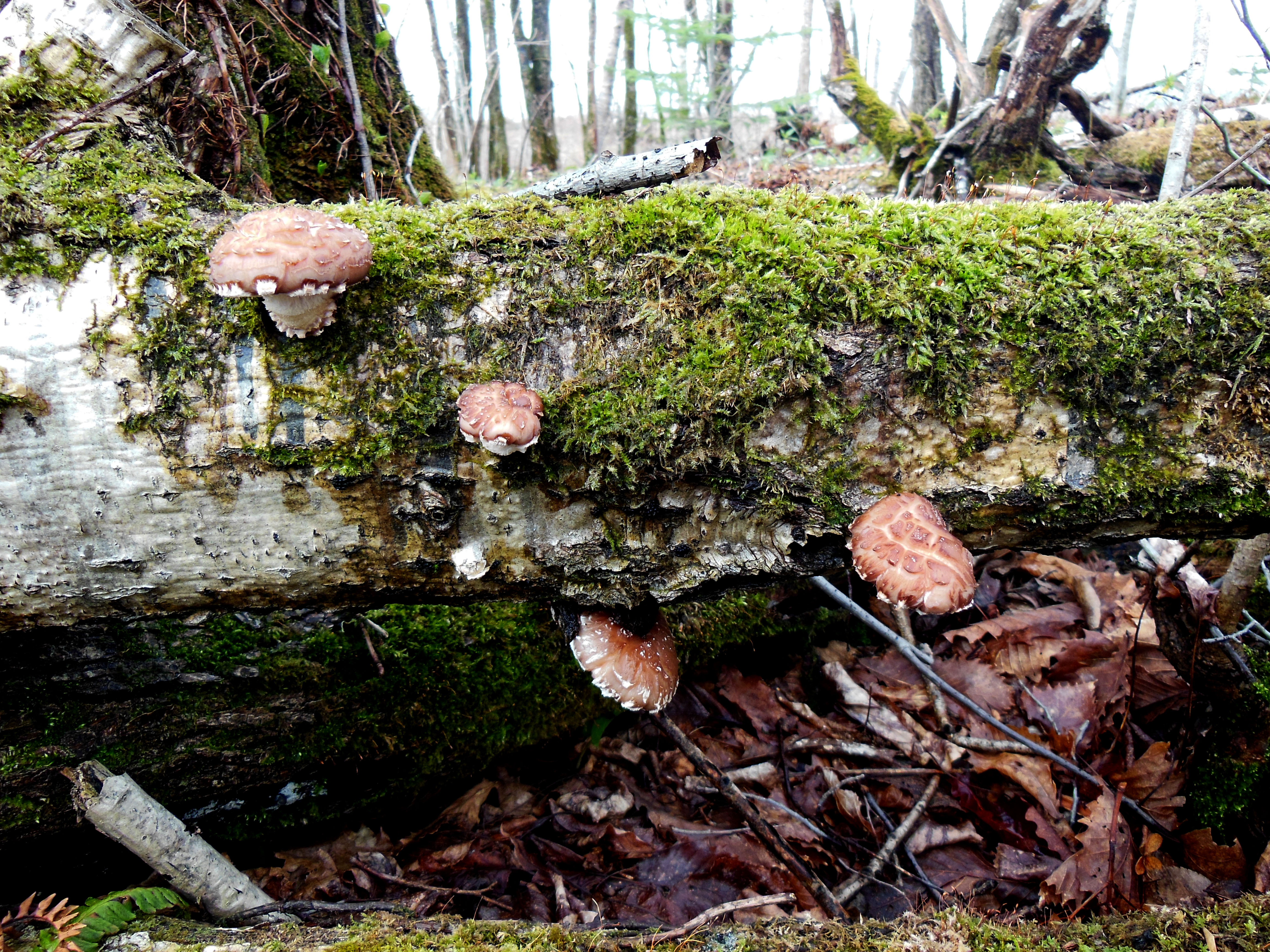 Sawtooth oak mushroom ، black forest mushroom ، golden oak mushroom ، oakwood mushroom